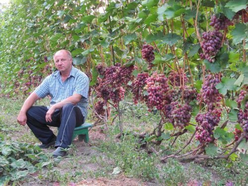 Ризамат описание посадка и уход сорта винограда - агро журнал dachnye-fei.ru