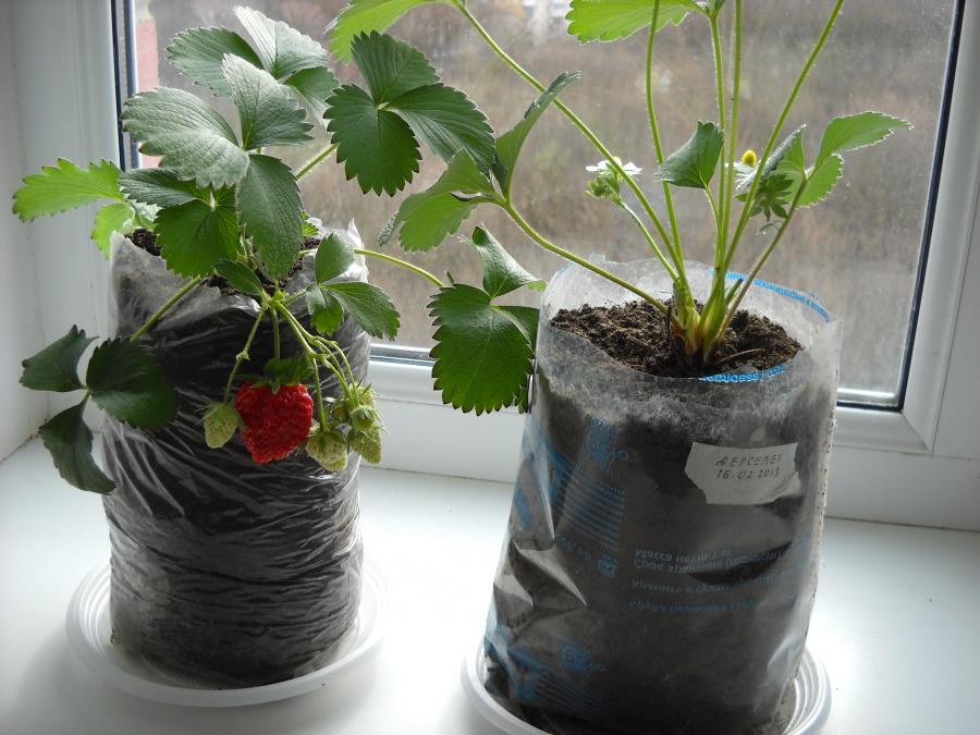 Круглогодичное выращивание клубники в домашних условиях