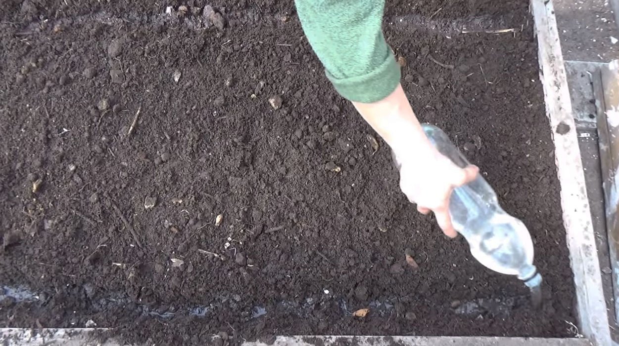 Выращивание петрушки из рассады от а до я: классический способ и необычный метод для домашних условий
