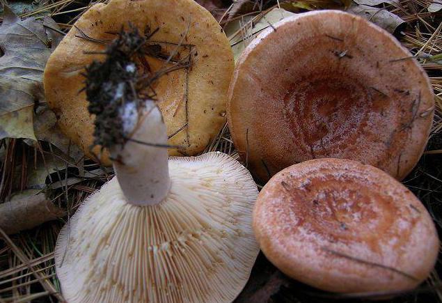 Краткий гид по грибам. от каких болезней они могут защитить и какие могут вызвать