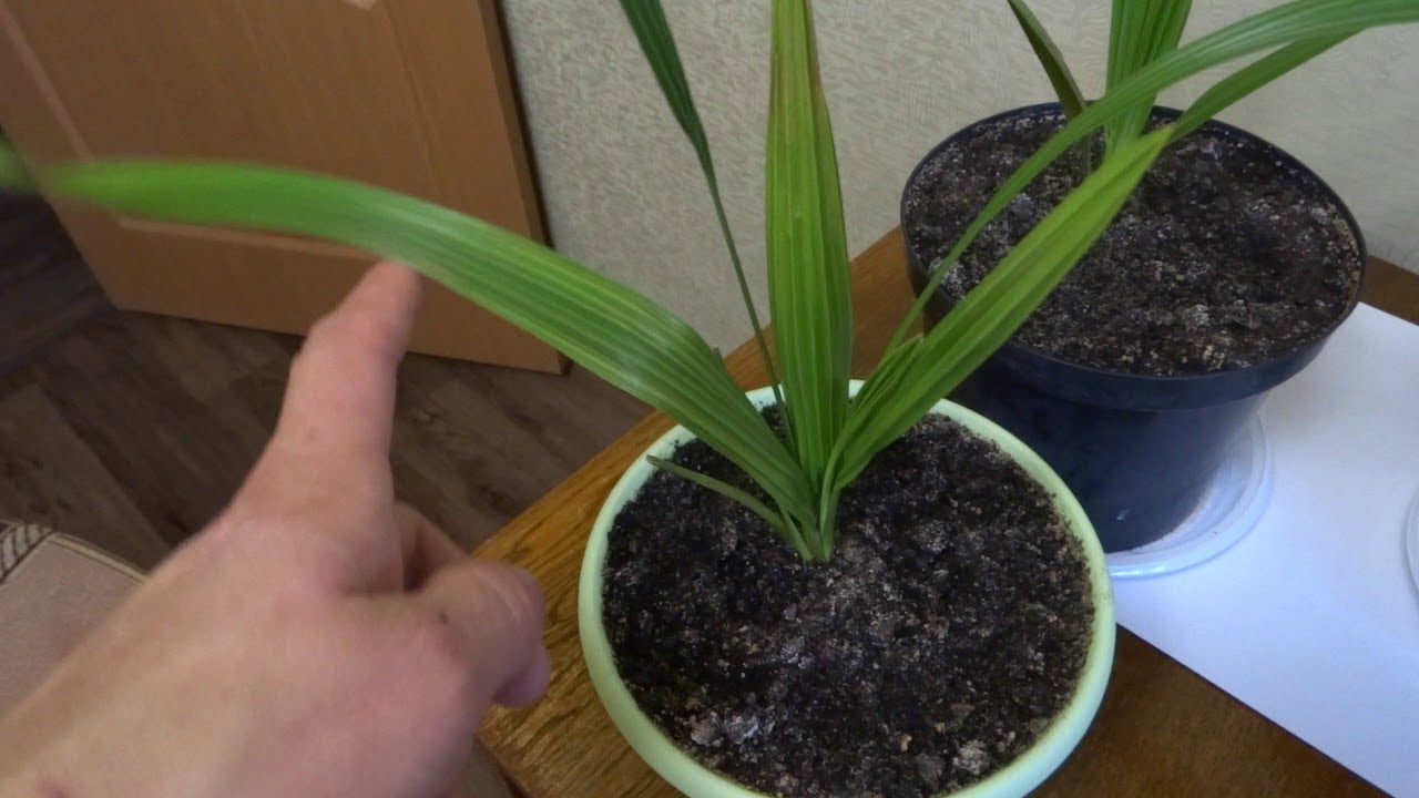 Финиковая пальма: как вырастить из косточки финик в домашних условиях правильно, уход за пальмой, фото