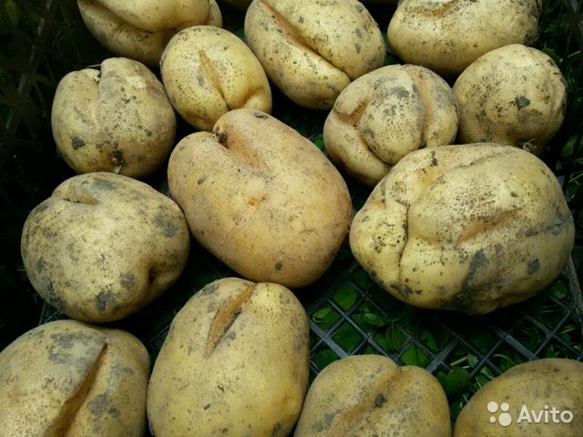Сорт картофеля коломбо характеристика