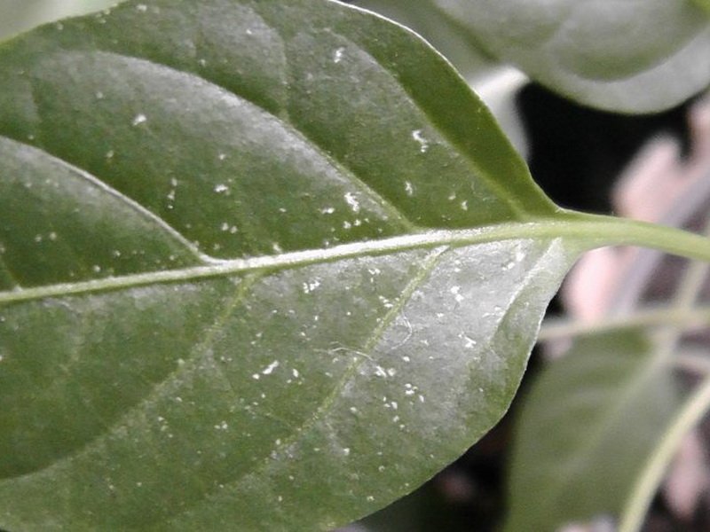 Вредители и болезни рассады перца с фото листья
