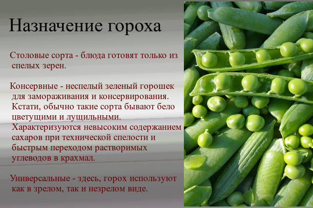 Описать горох. Сорта гороха названия. Сорта гороха посевного. Мозговые сорта гороха.