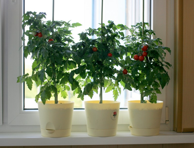 ᐉ как вырастить помидоры черри в домашних условиях, на подоконнике зимой, а также на балконе? преимущества сорта и уход - orensad198.ru