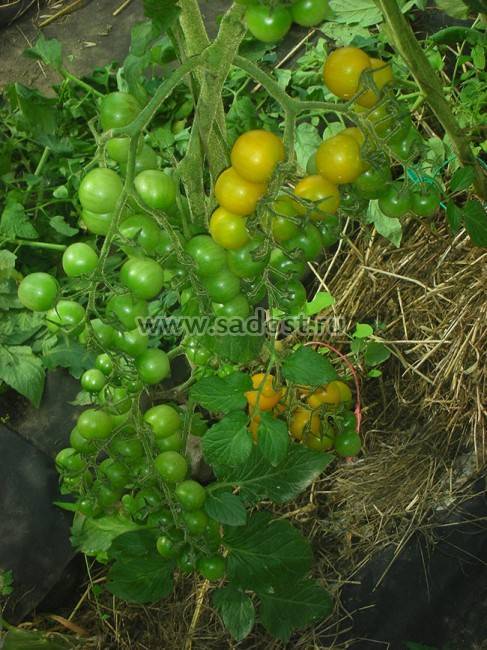 Характеристика и описание сорта томата санрайз, его урожайность