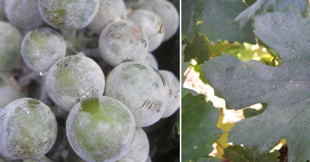 Виды гнилей винограда и самые эффективные способы лечения и профилактики