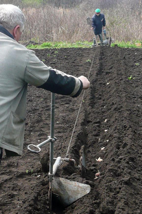 Способы посадки картофеля: как правильно и на какую глубину сажать