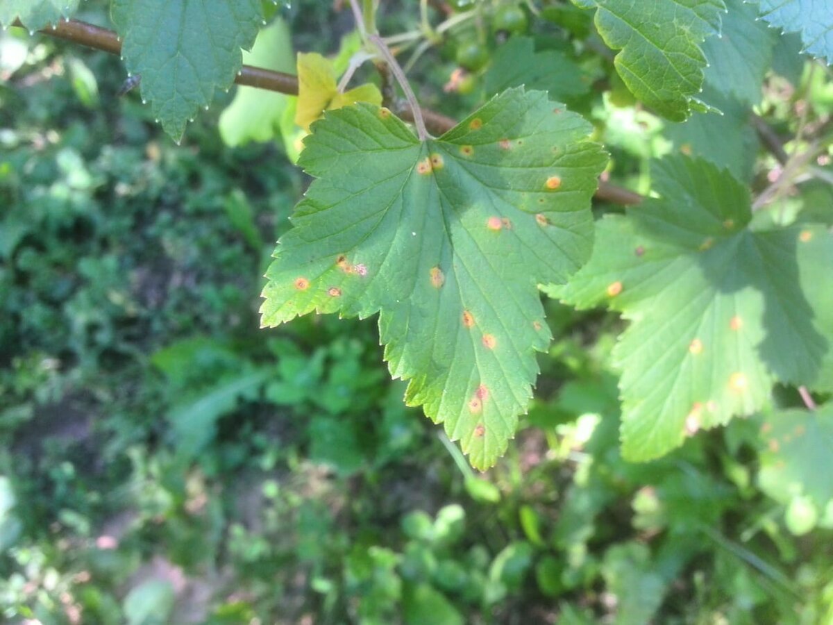 Болезни листьев красной смородины: первые признаки, лечение и профилактика