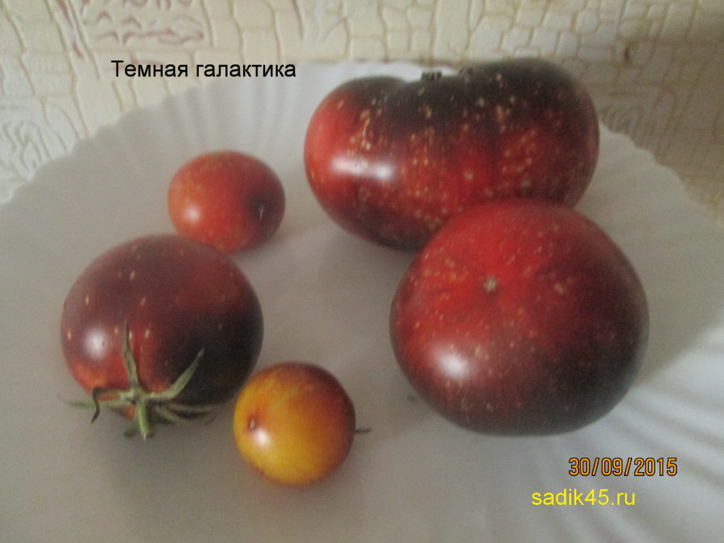 На вид необычные, а на вкус отличные: обзор чёрных сортов томатов