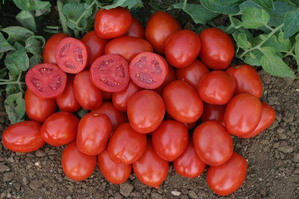 Характеристика и описание сорта томата хайнц, его урожайность