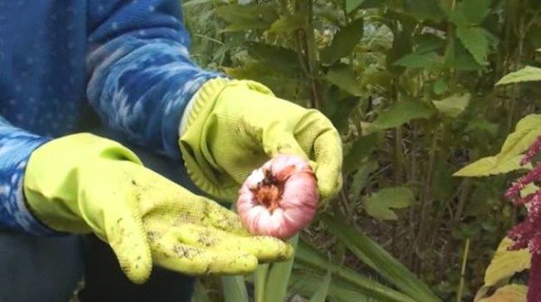 Нужно ли выкапывать гладиолусы после цветения: как правильно хранить луковицы зимой