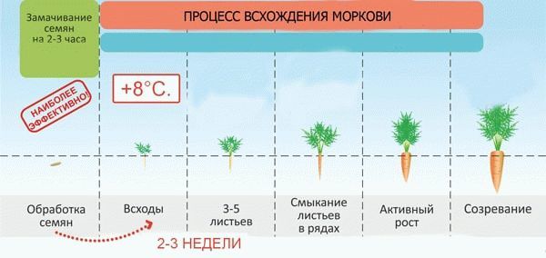 Схема посева моркови