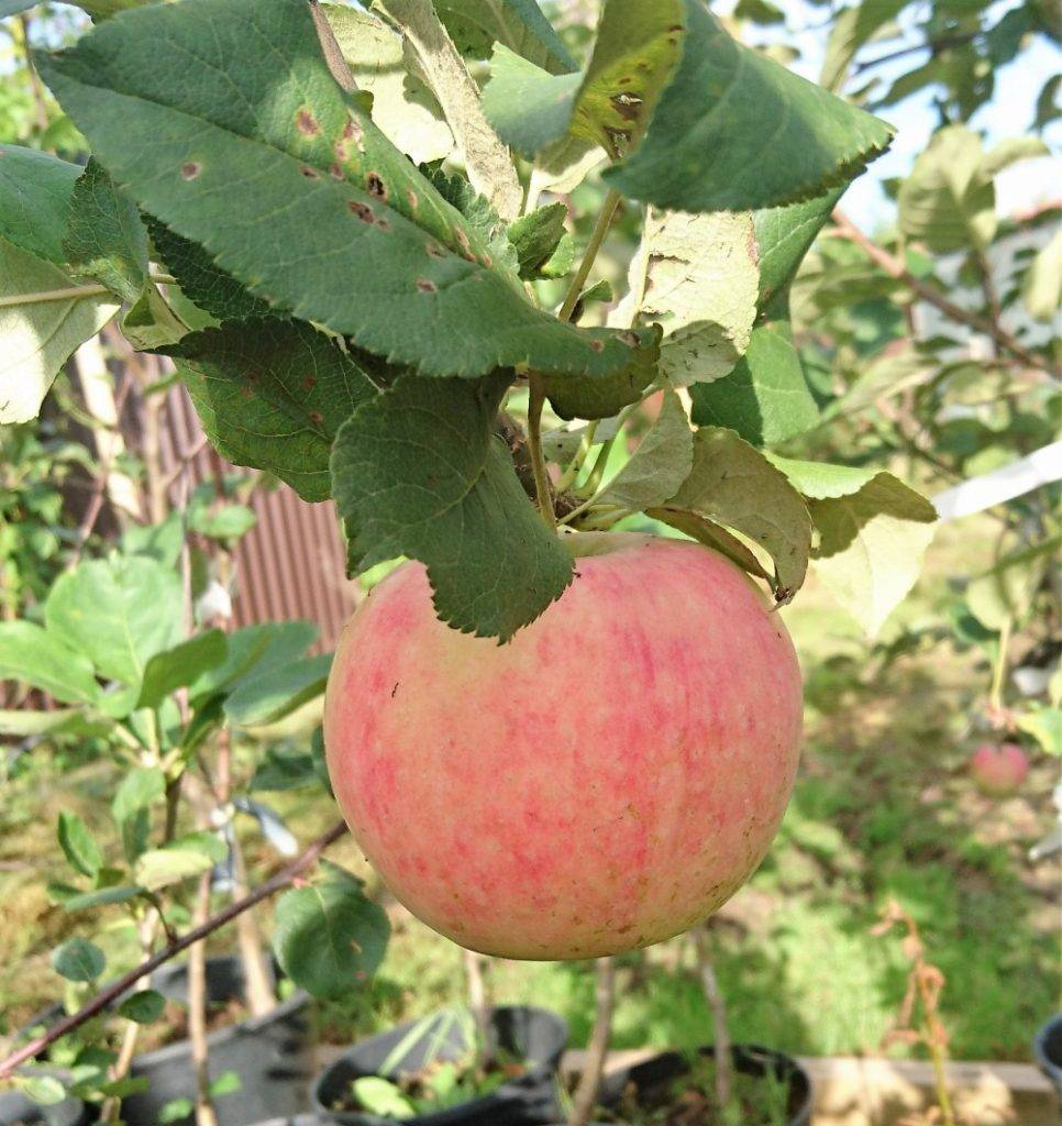 Яблоня флорина — маленькая, да удаленькая