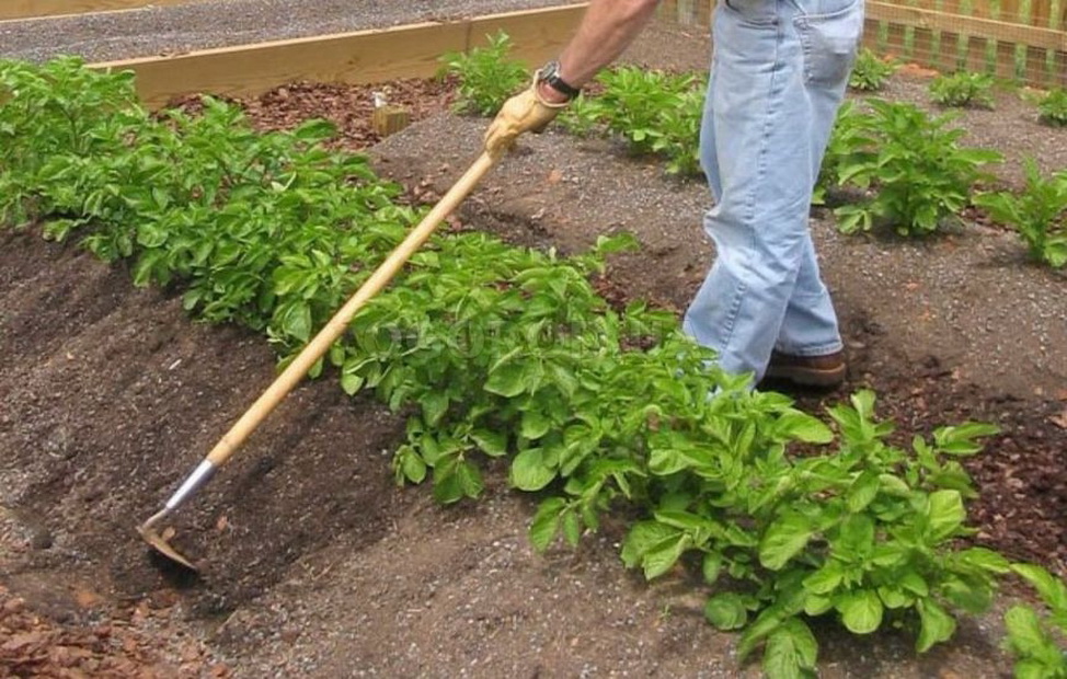 Полив картофеля как важнейшая агротехническая процедура
