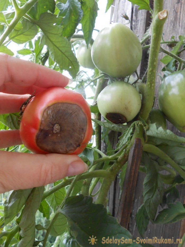 Вершинная гниль томатов: причины и лечение