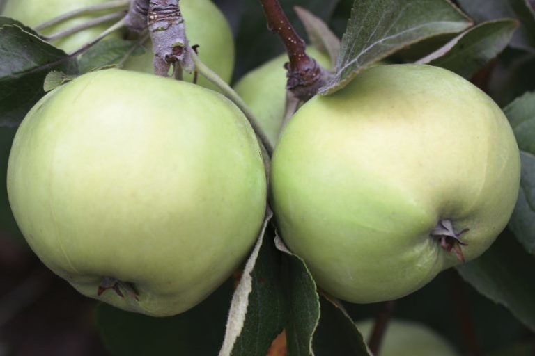 Описание и правила выращивания яблони сорта Серебряное копытце