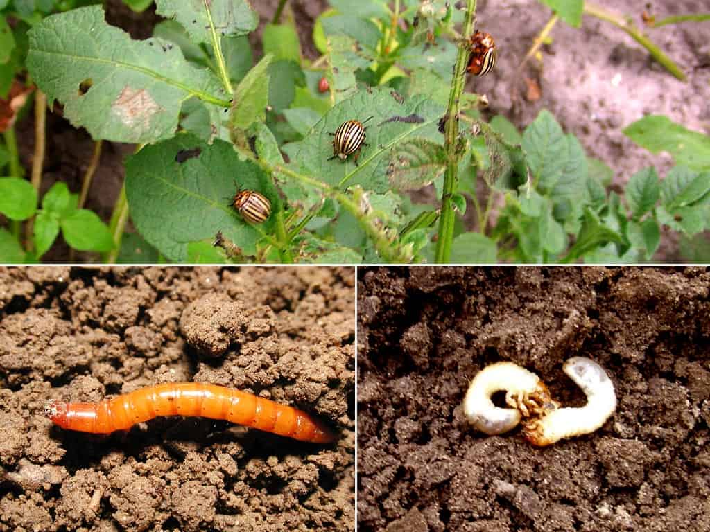Чем обработать лук от червей: почему они заводятся и едят перо и корни, как избавиться народными и иными средствами, чем полить грядки, чтобы не появились?