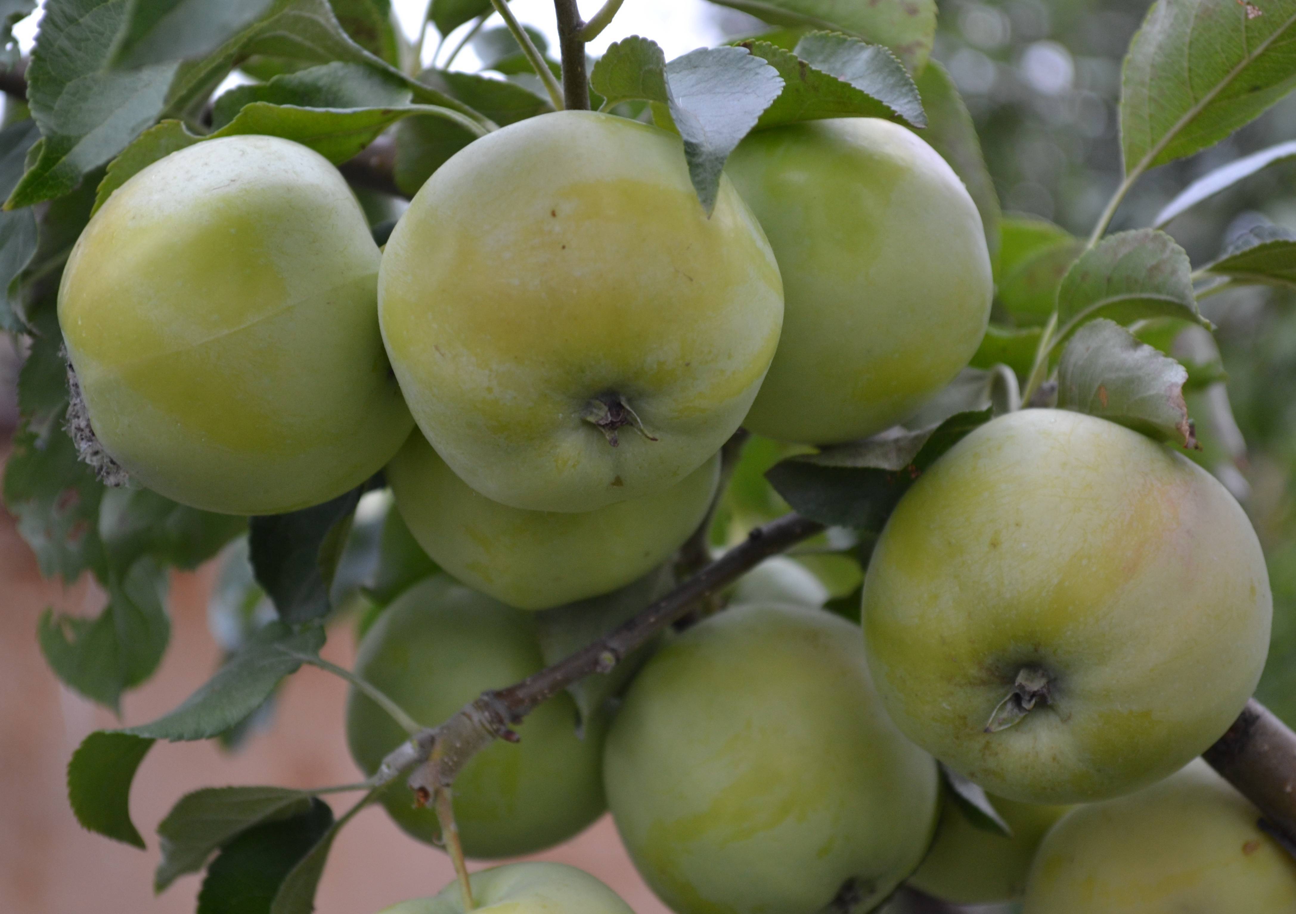 Описание сорта яблони зимняя красавица: фото яблок, важные характеристики, урожайность с дерева
