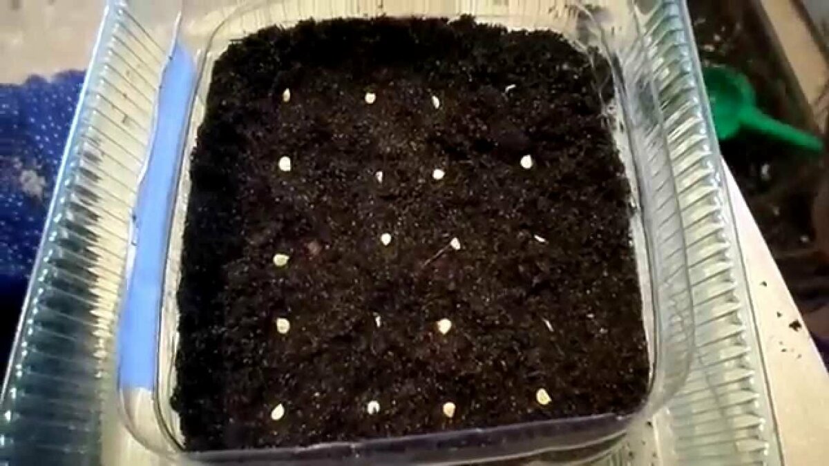 Правильное выращивание перцев из семян в домашних условиях: как выбрать семена и вырастить рассаду на окне
