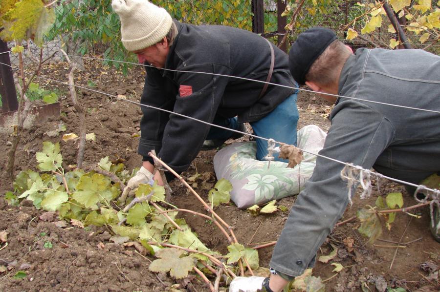 Как вырастить виноград - правила выращивания в открытом грунте, посадка и уход, инструкции для новичков