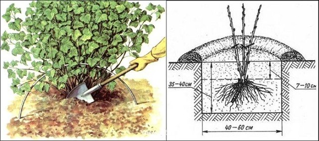 Когда и как правильно посадить смородину осенью саженцем: схемы, сроки, уход