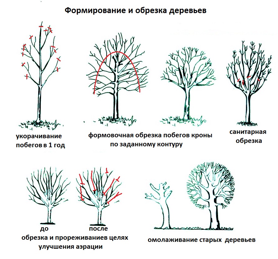 Правильная обрезка яблони осенью пошаговое руководство