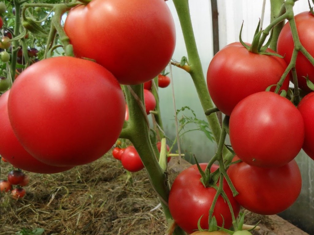 Гибрид томата барбарис: фото помидоров и отзывы об их выращивании, практическое руководство по уходу за сортом