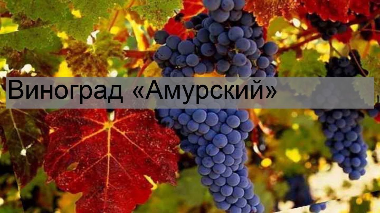 Виноград амурский: посадка, уход, целебные свойства, описание, отзывы