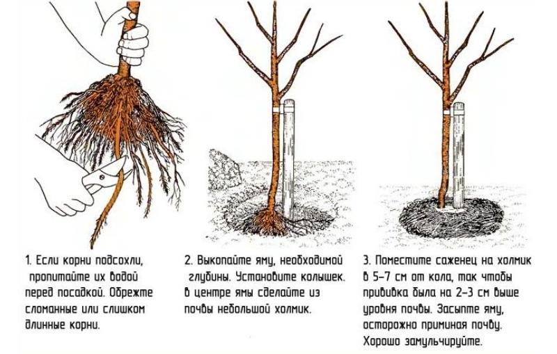 Правила и особенности обрезки колоновидной груши осенью для начинающих