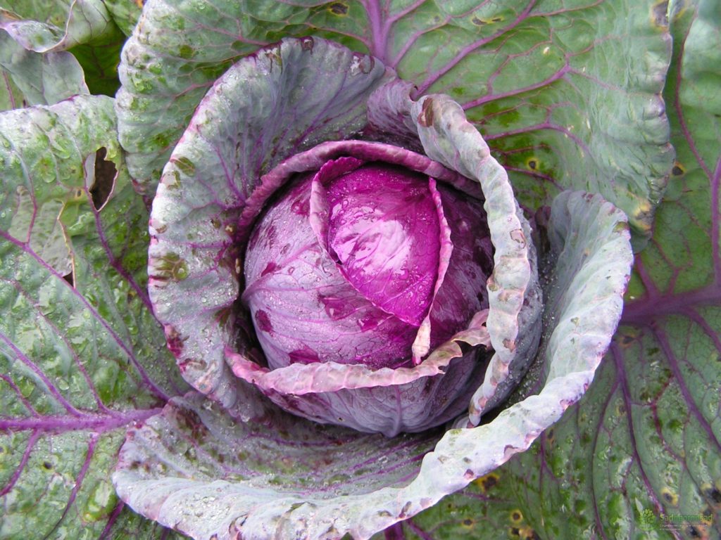 У капусты фиолетовые листья: что делать, почему, в чем причина