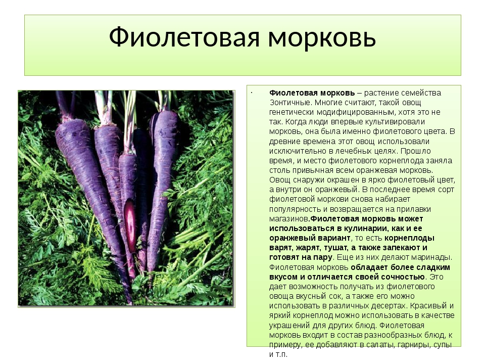 Описание фиолетовой моркови, их состав и применение