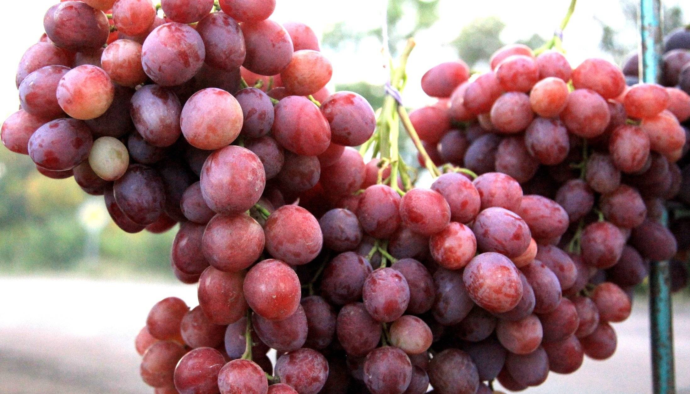 Сорт винограда рубиновый юбилей
