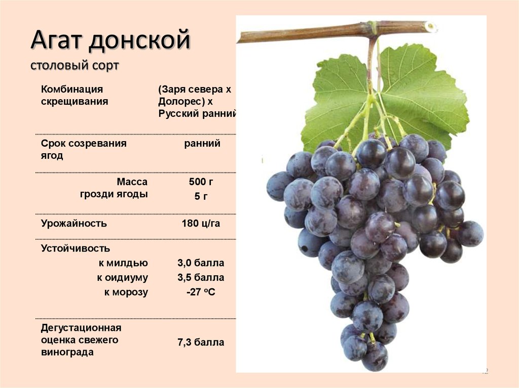 Сорт винограда сенсация: описание, выращивание, секреты урожая