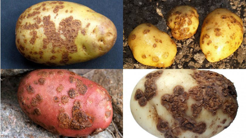Болезни картофеля: причины возникновения,  меры борьбы с болезнями — пропозиция