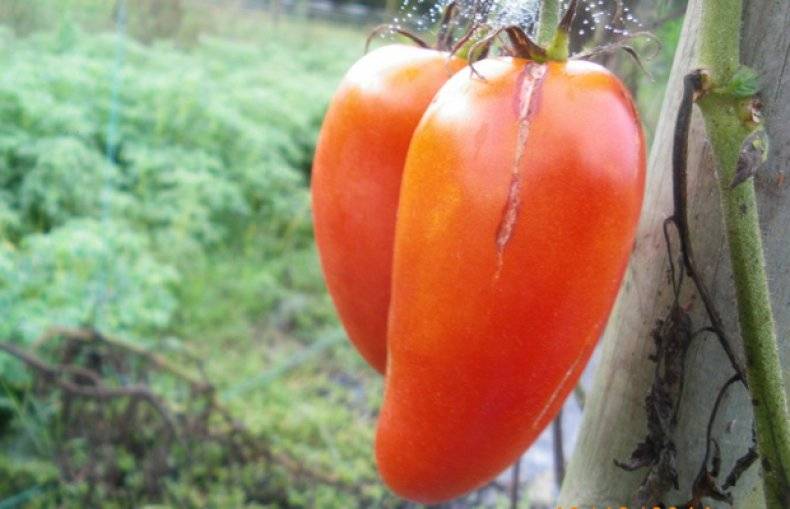 Томат корнабель: характеристика и описание сорта, урожайность
