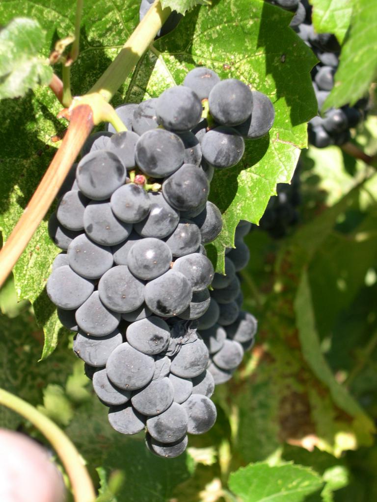 Характеристика винограда сорта вэлиант - агро журнал dachnye-fei.ru