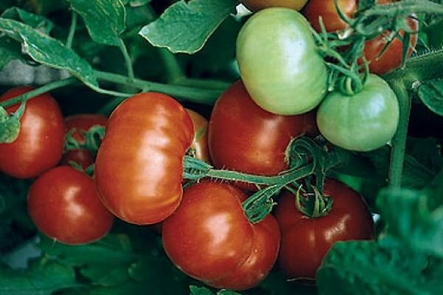 Помидоры для урала в теплице сорта: томатов фото, уральские из поликарбоната, какое лучше выращивание и видео