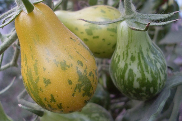 Сорт с отличной стойкостью — томат голиаф: описание помидоров и советы по их выращиванию