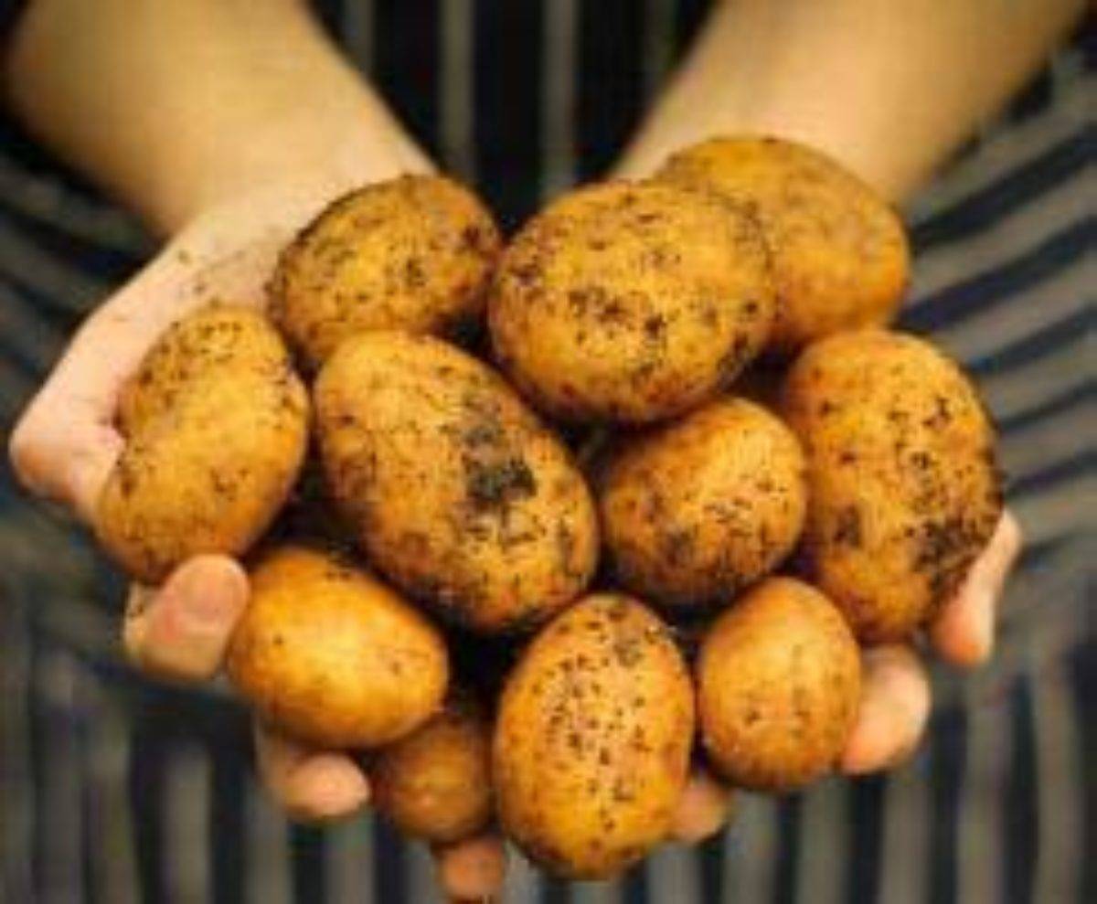 Правильная посадка и уход за картофелем в открытом грунте