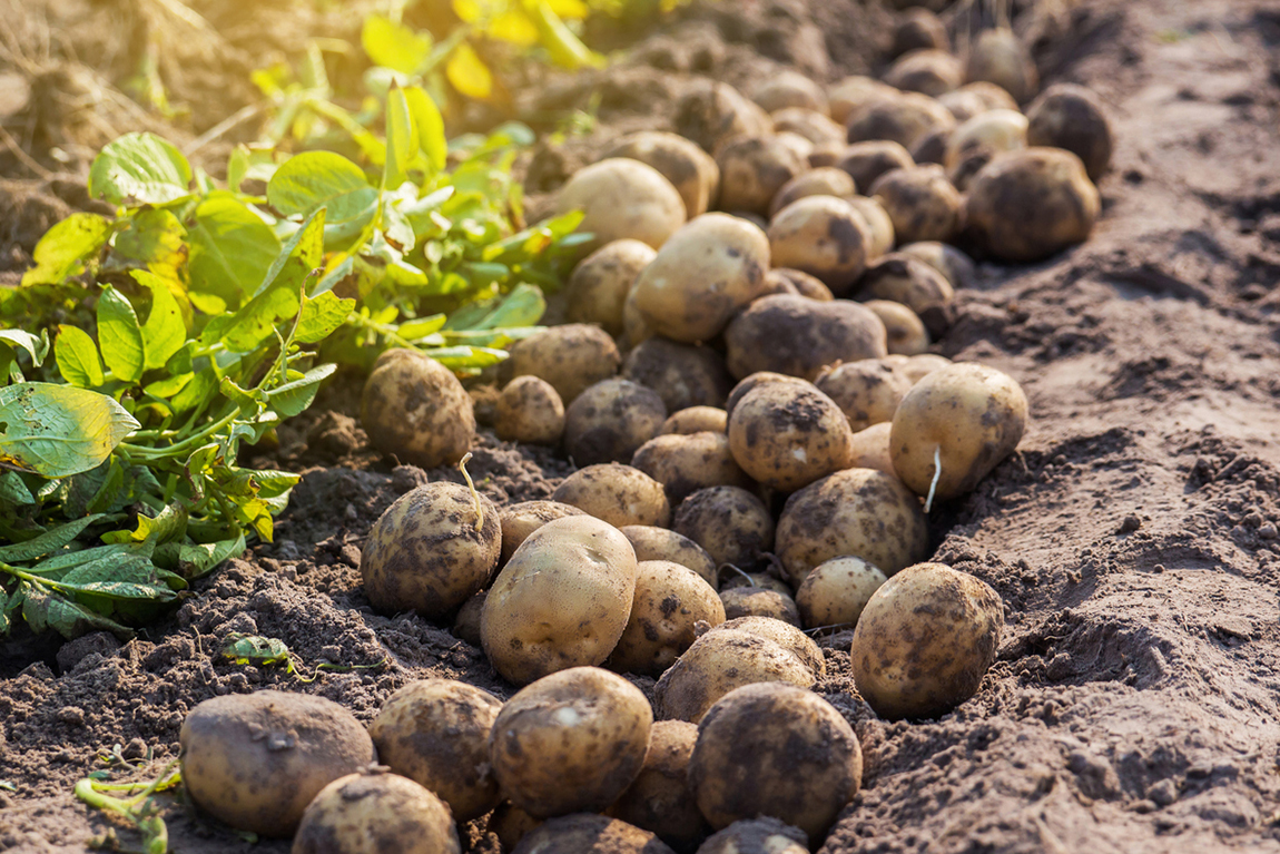 Как посадить картошку второй раз за лето и получить отличный урожай