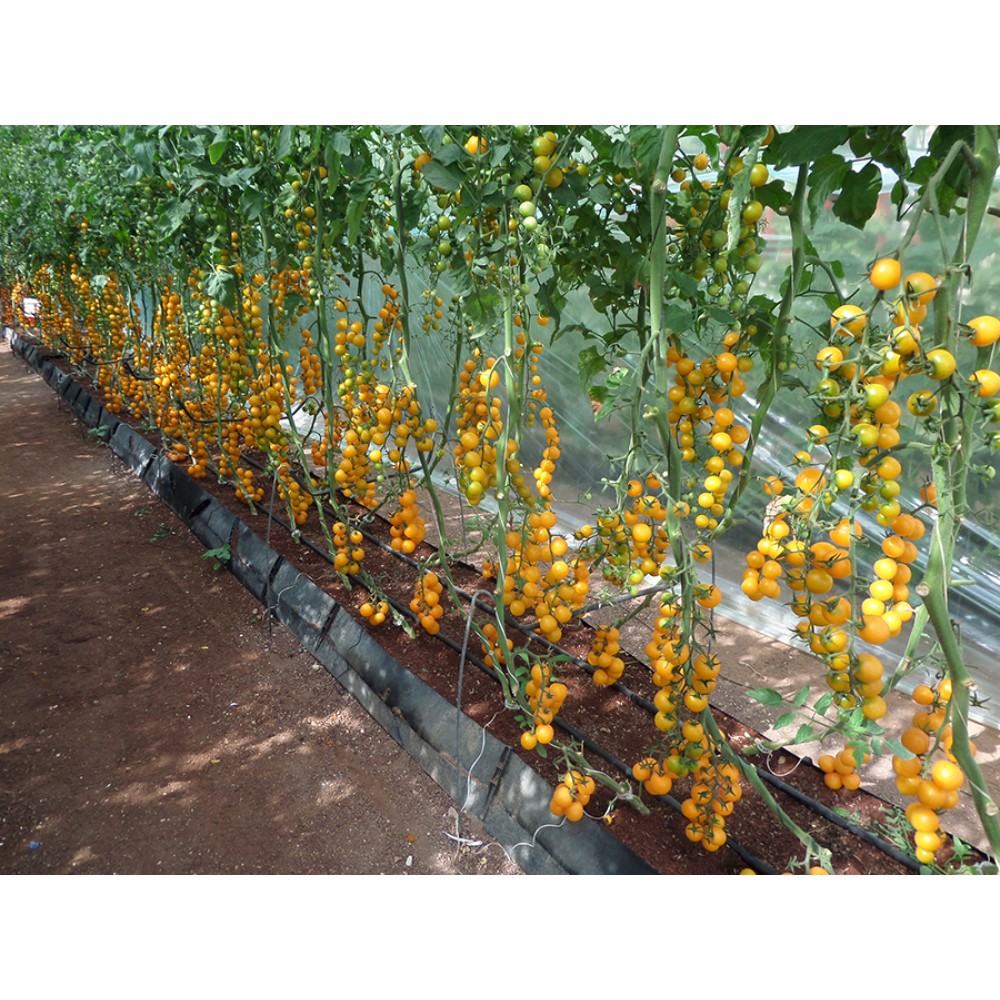 Томат саммер сан: описание и характеристика сорта, урожайность с фото