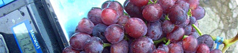 Описание сорта винограда заря несветая