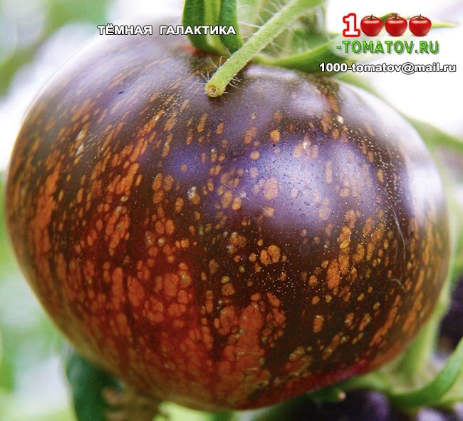 Томат темная галактика: характеристика и описание сорта с фото, урожайность помидора, отзывы