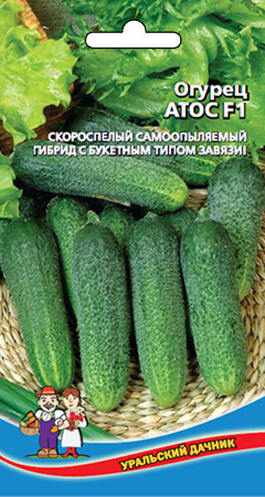 Огурцы атос f1: описание сорта и отзывы, фотографии, выращивание и урожайность - svek-lon