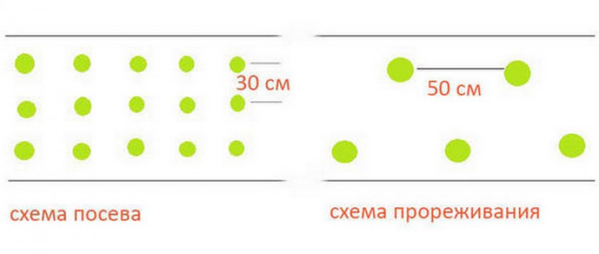 Схема посева укропа в открытом грунте