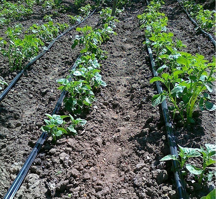ᐉ как повысить урожайность картофеля на домашнем огороде (даче) - roza-zanoza.ru