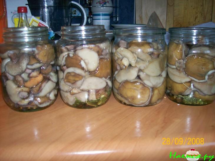 Маринование волнушек на зиму: рецепты, советы и рекомендации. грибы волнушки - рецепты приготовления на зиму, соленых, маринованных.