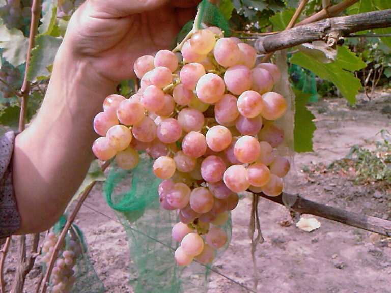 Виноград тайфи: описание розового и белого сорта, урожайность и выращивание с фото