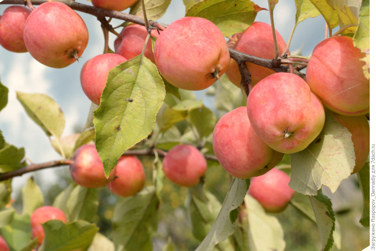 Выращивание яблони башкирская красавица